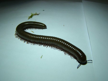Telodeinopus aoutii mnohonožka